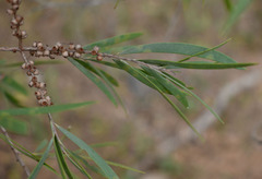 Melaleuca stenostachya