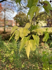 Celtis occidentalis
