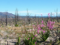 Watsonia borbonica