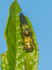 Agrilus sulcatulus
