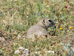 Xerospermophilus spilosoma