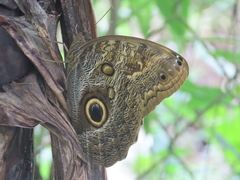 Caligo telamonius
