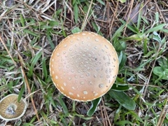 Amanita persicina