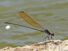 Argia tezpi
