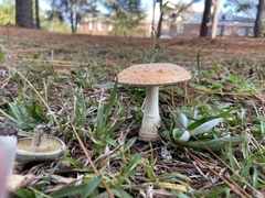 Amanita persicina