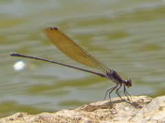 Argia tezpi