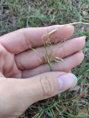 Eragrostis tenuifolia