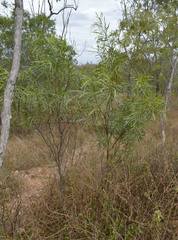 Acacia simsii