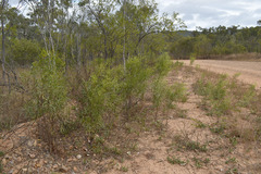 Acacia simsii