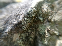 Speerschneidera euploca image