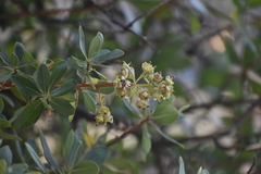 Escallonia resinosa