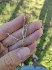 Bothriochloa pertusa