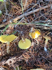 Suillus umbonatus