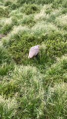 Cereopsis novaehollandiae