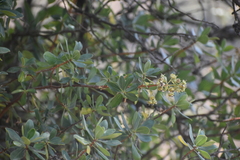 Escallonia resinosa