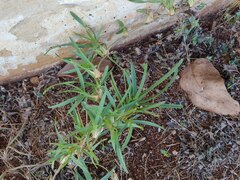 Stenotaphrum secundatum