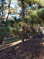 Pinaceae