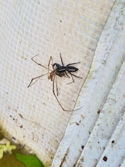 Ocrisiona leucocomis