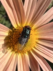 Cochliomyia