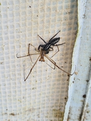 Ocrisiona leucocomis