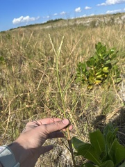 Paspalum vaginatum