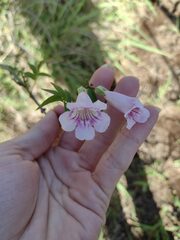 Podranea ricasoliana