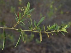 Labichea nitida
