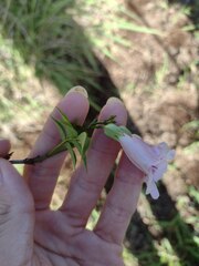 Podranea ricasoliana