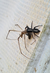 Ocrisiona leucocomis