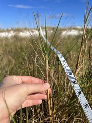 Paspalum vaginatum