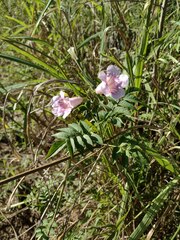 Podranea ricasoliana