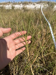 Paspalum vaginatum