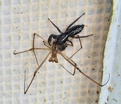 Ocrisiona leucocomis