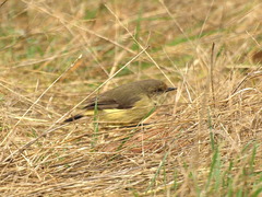 Acanthiza reguloides