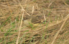 Acanthiza reguloides