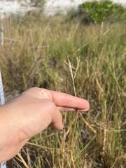 Paspalum vaginatum