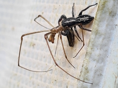 Ocrisiona leucocomis