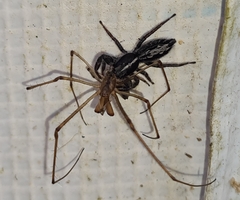 Ocrisiona leucocomis