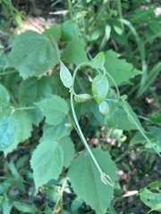 Maclura tinctoria