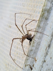 Ocrisiona leucocomis