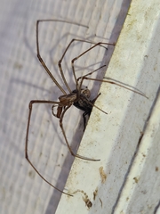 Ocrisiona leucocomis