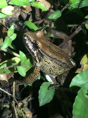 Leptodactylus rhodonotus