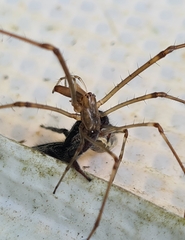 Ocrisiona leucocomis