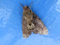 Melipotis acontioides