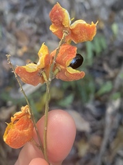 Toechima daemelianum