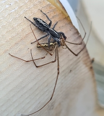 Ocrisiona leucocomis