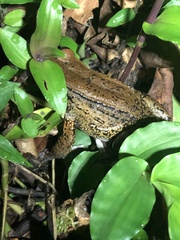 Leptodactylus rhodonotus