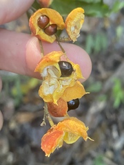 Toechima daemelianum