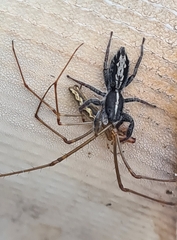 Ocrisiona leucocomis