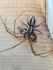 Ocrisiona leucocomis